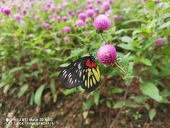 Delias pasithoe