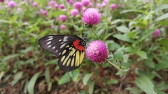 Delias pasithoe