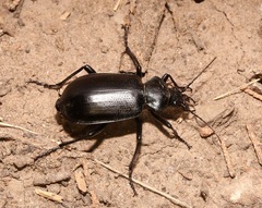 Calosoma peregrinator