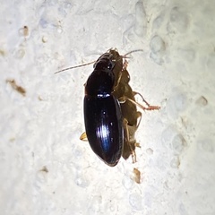 Notiobia terminata
