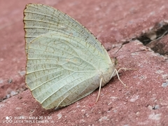 Catopsilia pyranthe