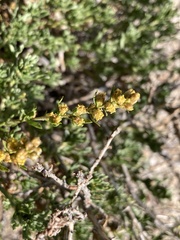 Artemisia rothrockii