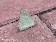 Catopsilia pyranthe
