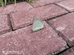 Catopsilia pyranthe