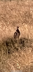 Lagopus lagopus scotica