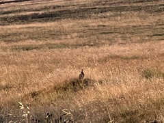 Lagopus lagopus scotica