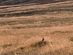 Lagopus lagopus scotica