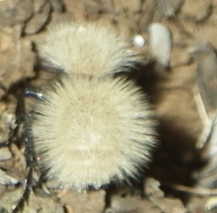 Dasymutilla sackenii