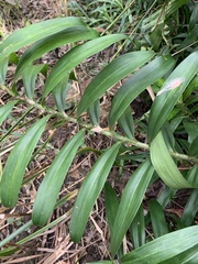 Freycinetia excelsa