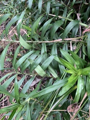 Freycinetia excelsa