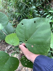 Macaranga involucrata