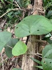 Macaranga involucrata