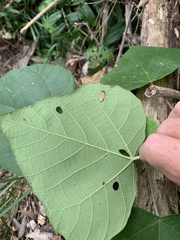 Macaranga involucrata