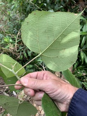 Macaranga involucrata