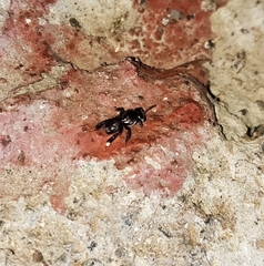 Tetragonula