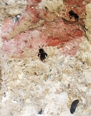 Tetragonula
