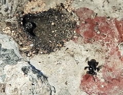 Tetragonula