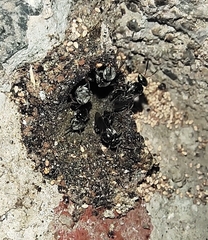 Tetragonula