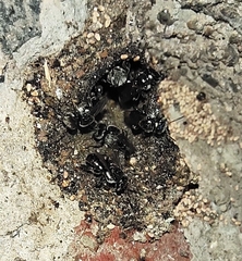 Tetragonula