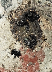 Tetragonula