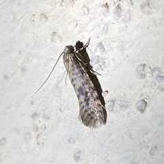 Cephitinea obscurostrigella