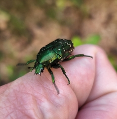 Protaetia orientalis orientalis