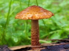 Pholiota communis