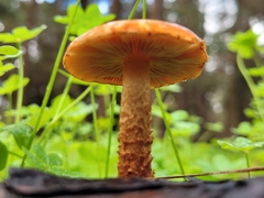 Pholiota communis