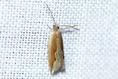 Ancylis diminuatana