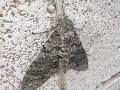 Manduca muscosa