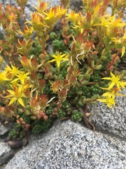 Sedum debile