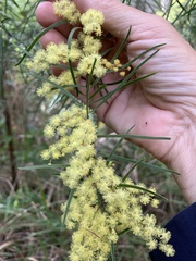 Acacia fimbriata