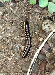 Asiomorpha coarctata
