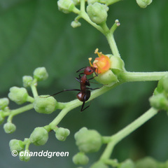 Camponotus nicobarensis