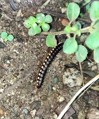 Asiomorpha coarctata