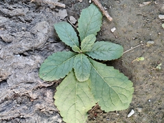 Rehmannia glutinosa