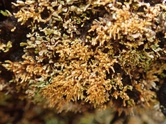 Neophyllis melacarpa