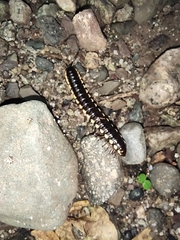 Asiomorpha coarctata