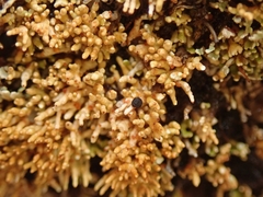 Neophyllis melacarpa