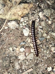 Asiomorpha coarctata