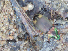 Chlaenius virgulifer