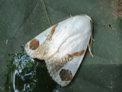 Sphragifera biplagiata