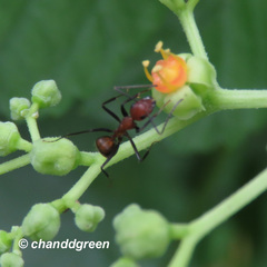 Camponotus nicobarensis