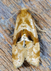 Gynnidomorpha romonana