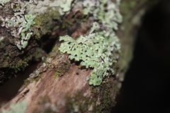 Menegazzia neozelandica