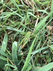 Locusta migratoria
