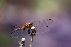 Sympetrum semicinctum