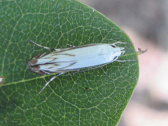 Polyhymno pontifera