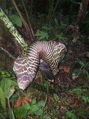 Arisaema griffithii