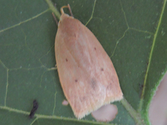 Scythropiodes malivora